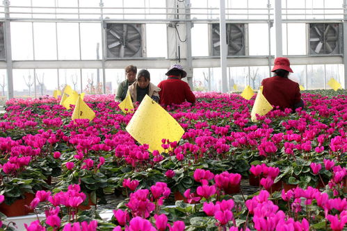 年產花卉1億株 花工廠 綻放鄉村振興 致富花