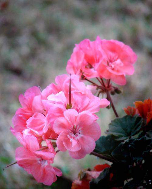 寫實花卉 花朵 數碼照片 免費素材產品工業素材免費下載(圖片編號