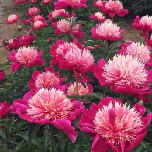 四季開花重瓣芍藥花根塊牡丹花苗濃香型花卉盆栽室內陽臺庭院植物