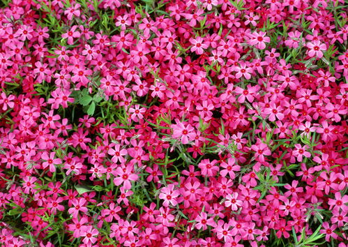 春天里那個百花開,提前踏青啦
