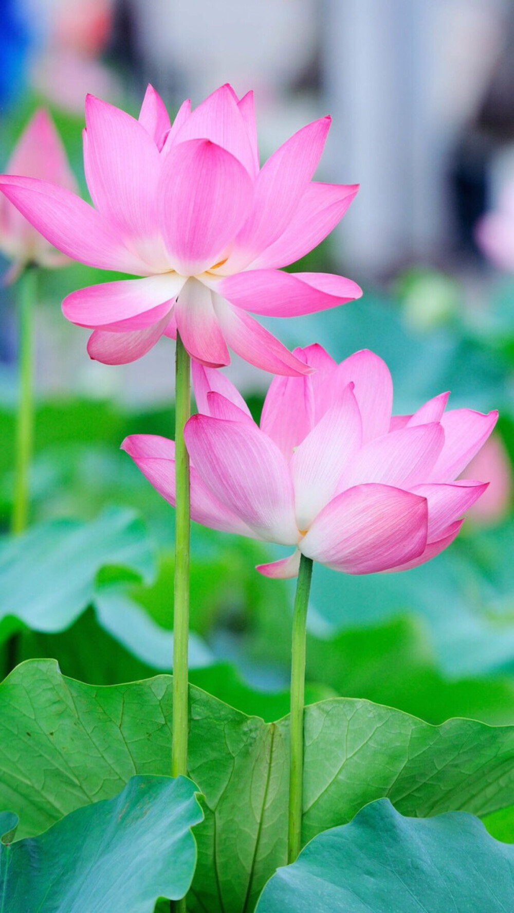 【虎斑收錄】高清壁紙 植物 花卉 唯美圖片 優美圖片