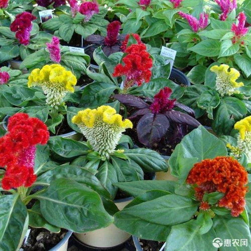 雞冠花種子鳳尾冠狀雞冠花 庭院陽臺花卉盆栽花籽 春秋四季播易價格1.9元 包 惠農網
