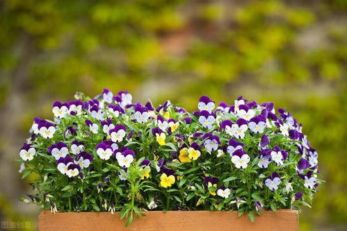 7種開花花卉,適合秋冬季節種,錯過栽種時間要等一年