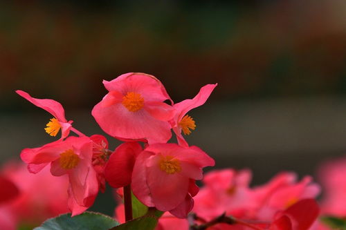 花卉隨拍39