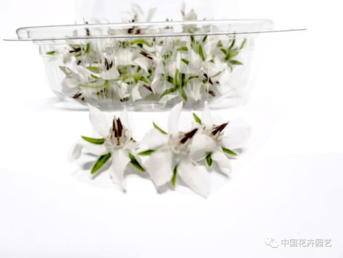 西班牙innoflower 我們有世界上種類最多的食用花卉產品 每周國際花訊