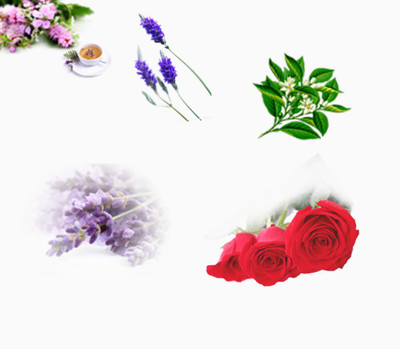 各種花卉免費下載_產品實物_1916像素_編號5772054_png格式