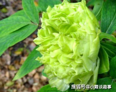 喜歡賞花,就養盆 菊中精品 春柳,花開花朵會變色,清新明快
