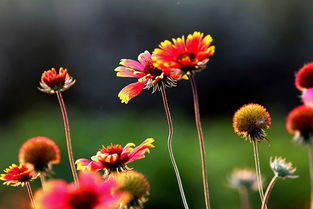 花卉