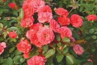 出售豐花月季 花卉苗木 綠化苗木[供應(yīng)]_花卉_世界工廠網(wǎng)中國(guó)產(chǎn)品信息庫(kù)
