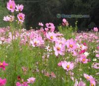花卉種子 波斯菊種子 草花種子[供應(yīng)]_種子、種苗_世界工廠網(wǎng)中國(guó)產(chǎn)品信息庫(kù)