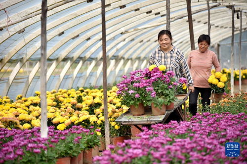 鮮花經濟 富農家