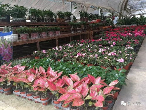 明天,長興花木大會暨第二屆園林產業新優產品推介會正式開幕