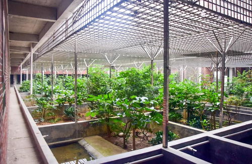工廠化 仿生態環境養殖黃喉擬水龜 廣東省茂名市星火水產養殖