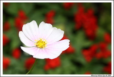 花卉節 2009 5