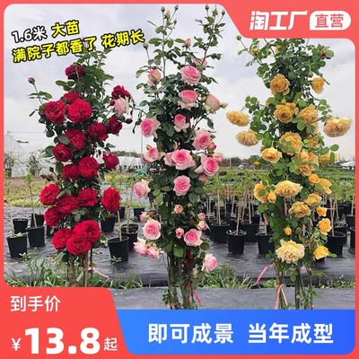 當前網購流行產品