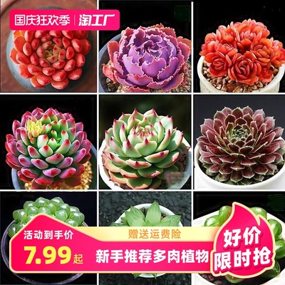 當前網購流行產品