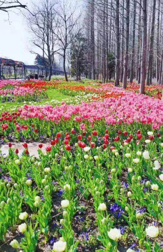 挖野菜,賞花卉,獨屬崇明的春天旅程已經(jīng)開啟