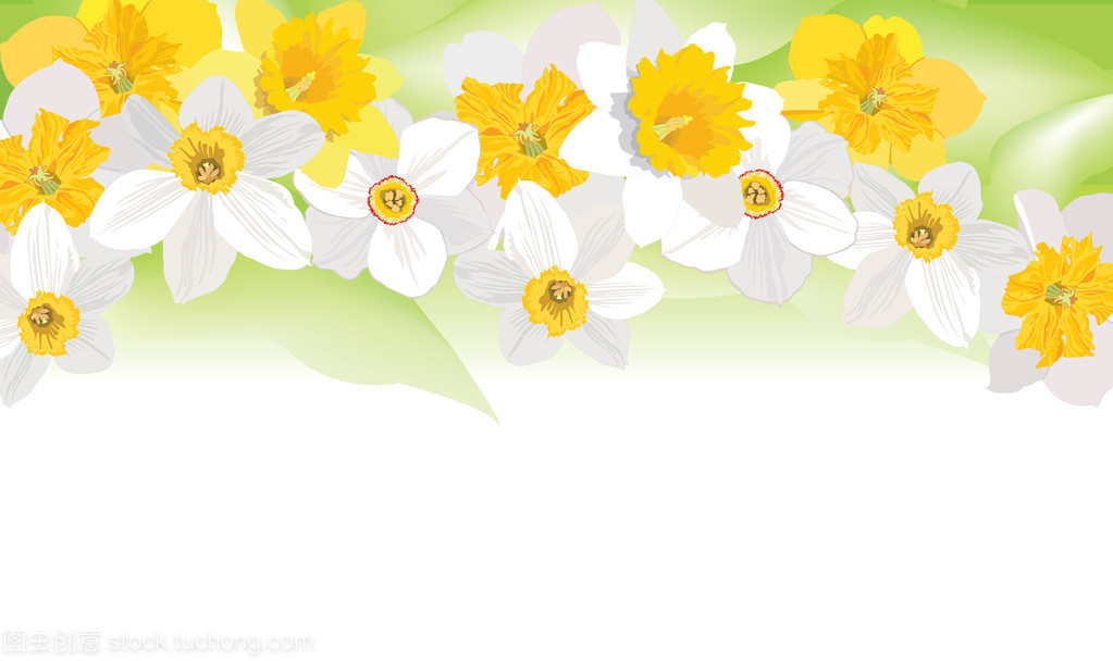 花卉背景。春季花卉邊框。水仙花矢量花環