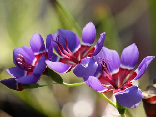86種 ￤ 藍(lán)色花的球根 宿根 一二年生花卉