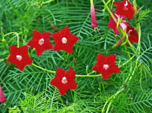 6月二十三日開始,家養(yǎng)此款花卉,開花量大 花期長(zhǎng)
