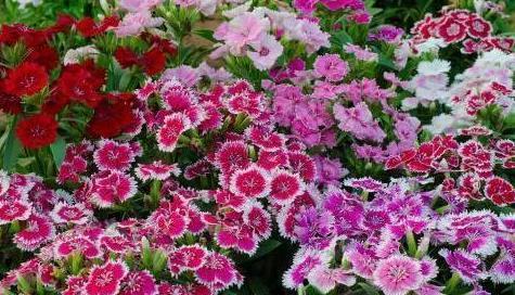 入秋后,花盆里 撒一把 種子,養出大片 花海 陽臺裝不下