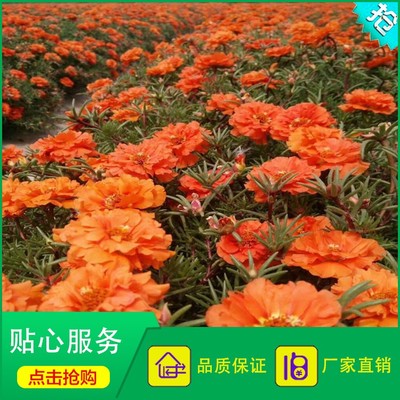 重瓣太陽花 松葉牡丹 橘色松葉牡丹 半支蓮 四季播種圖片_高清圖_細節圖-酒泉康達農副產品專業合作社