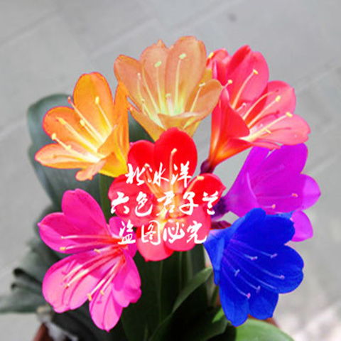 精品盆栽君子蘭花種子彩蘭種子室內陽臺綠植盆栽植物種子花卉種子