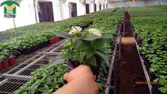 低價批發青州繁星花 繁星花又叫五星花 五星花圖片,低價批發青州繁星花 繁星花又叫五星花 五星花圖片生產廠家,低價批發青州繁星花 繁星花又叫五星花 五星花圖片價格