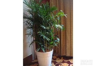 圖 天津綠植租賃公司 天津譽隆園藝 植物盆栽出租 專業的 圖片 天津鮮花綠植