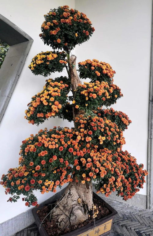 新優精品花卉展 這個周末,郭莊邀你 猜花謎 內含福利哦