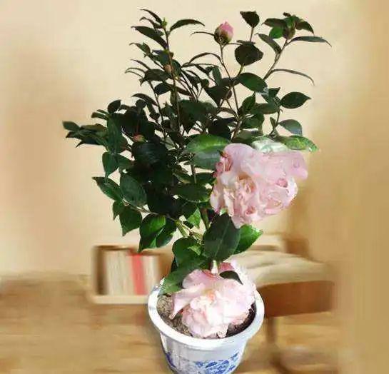 家里養這2種花,盆越小 花越多 ,個個都是 精品