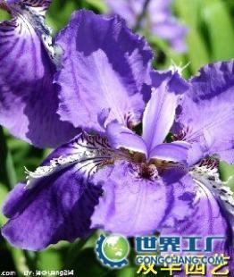 供應杭州花卉出租公司大型(0.7元)中元)小型(0.2元)_農副產品_世界工廠網中國產品信息庫