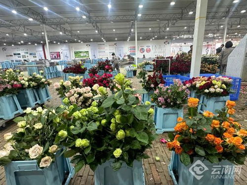 賞花食花不用愁 麗江古城區打造農文旅融和鮮花小鎮