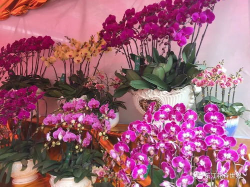 這樣花卉產品一應俱全的市場,落戶在東莞 東城上橋