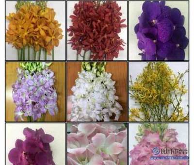 【蘭蘊花卉進口花;泰國洋蘭批發;洋蘭白蘭萬代蘭批發;泰國蘭花】呈貢花花草草花卉經營部 - 產品庫