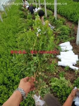 【山東工廠綠化公司綠化常用植物企業綠化植物報價批發采購綠化常用苗木瓜子黃楊】綠化專用,價格,廠家,供應商,花木,青州市茗茜花卉苗木專業合作社 - 產品庫