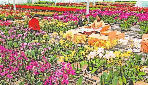 臨夏縣 冬日鮮花產銷兩旺