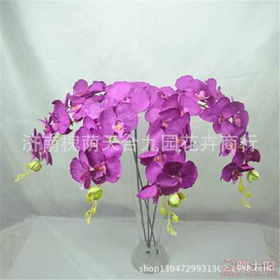 【蝴蝶蘭真花裝飾花假花絹花批發仿真植物特價熱銷】濟南槐蔭天合九園花卉商行 - 產品庫