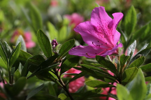 花卉 杜鵑花
